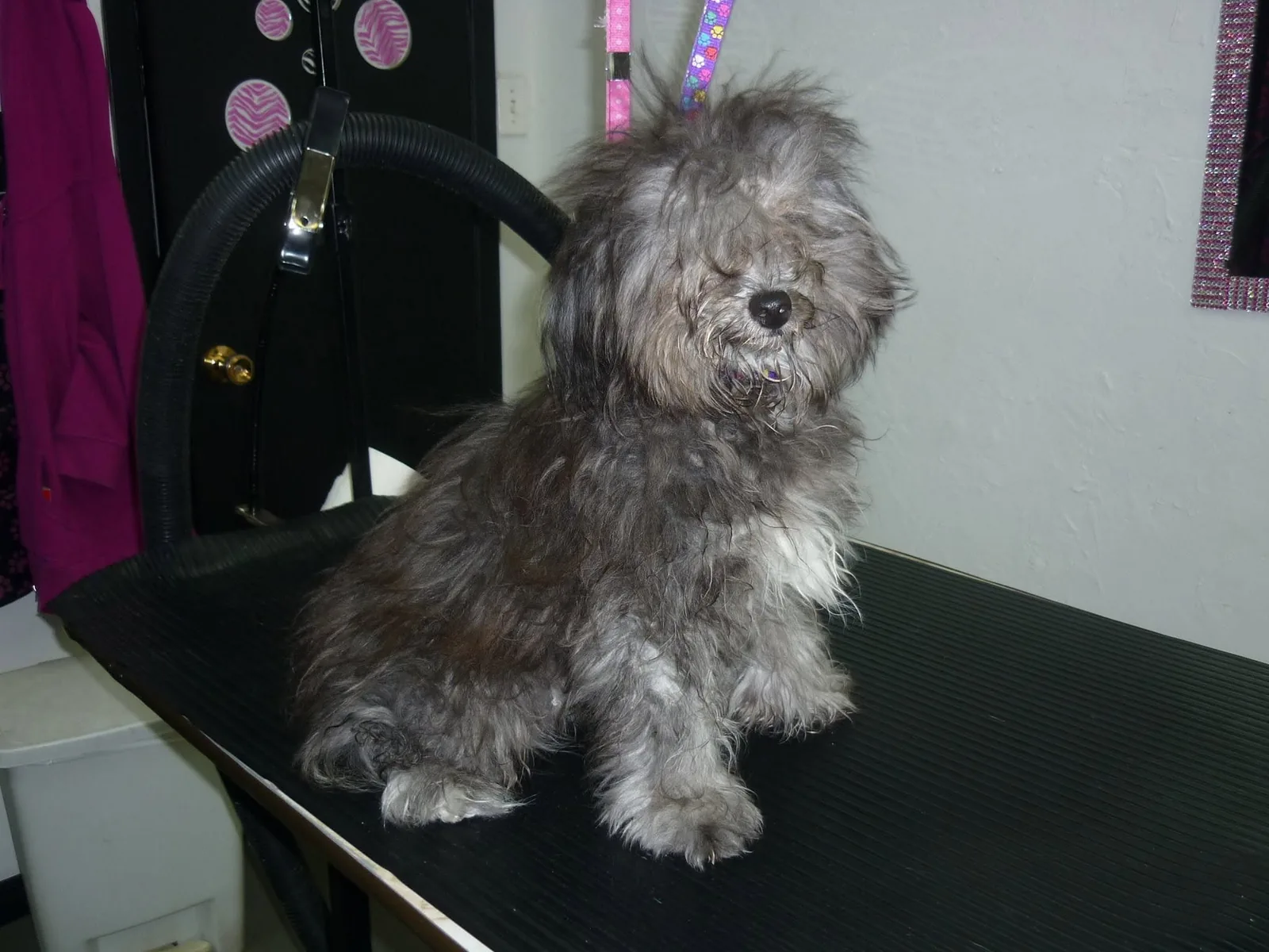 Chien gris à poil long et emmêlé, assis sur la table de toilettage.
