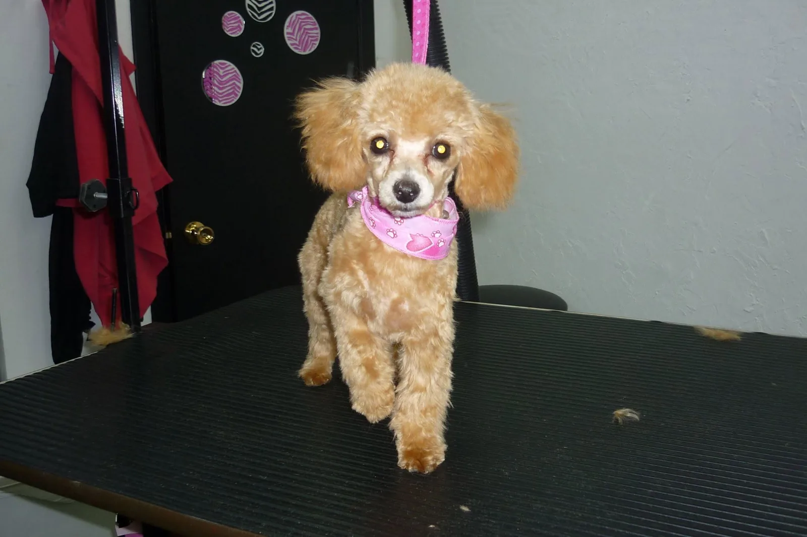 Petit caniche abricot fraîchement tondu, foulard rose à motifs de pattes autour du cou.