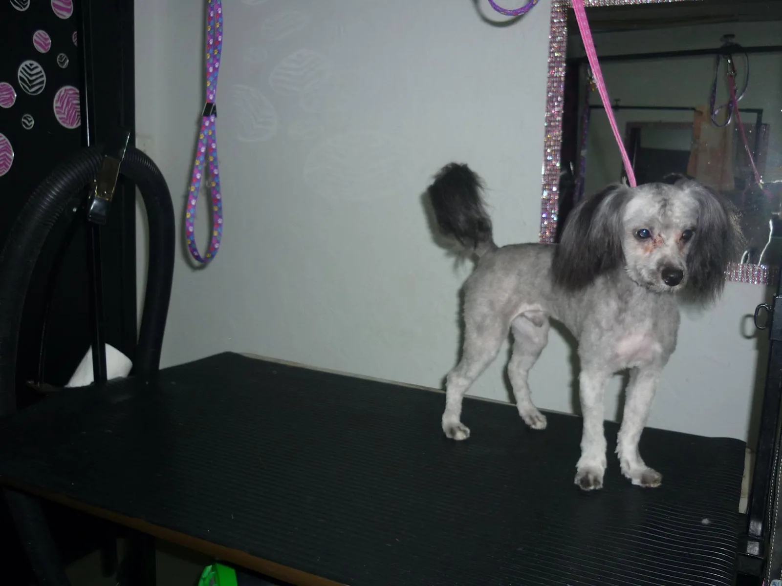 Le même petit chien tondu, debout sur la table, laisse rose au cou.