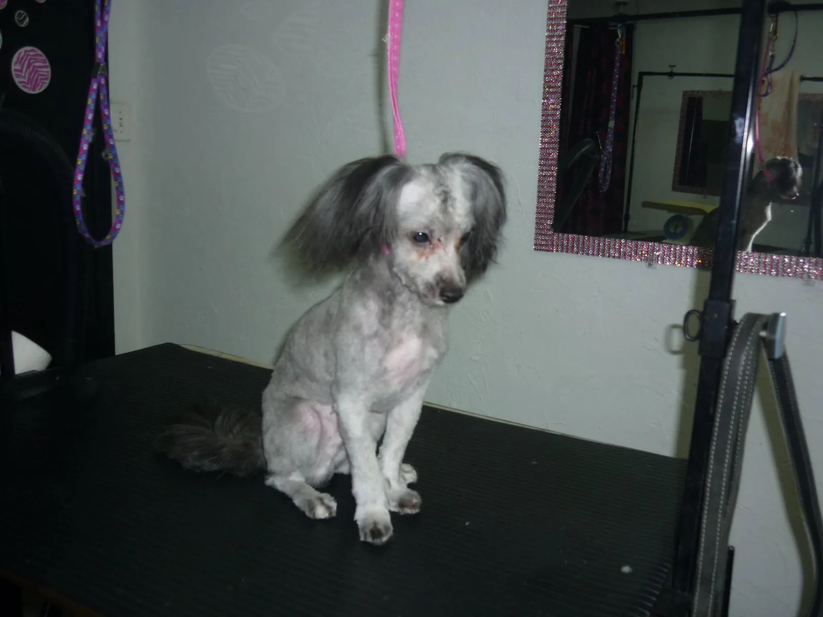 Petit chien gris et blanc fraîchement tondu, assis sur la table du salon, miroir à paillettes au mur.